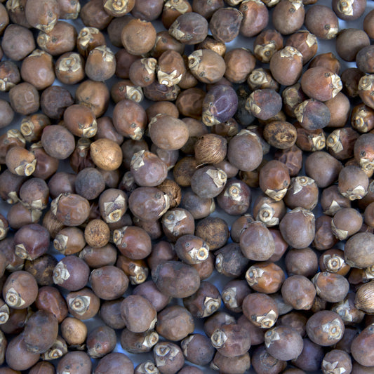 Royal Palm Tree Seeds (Roystonea regia) [PACKET ONLY]
