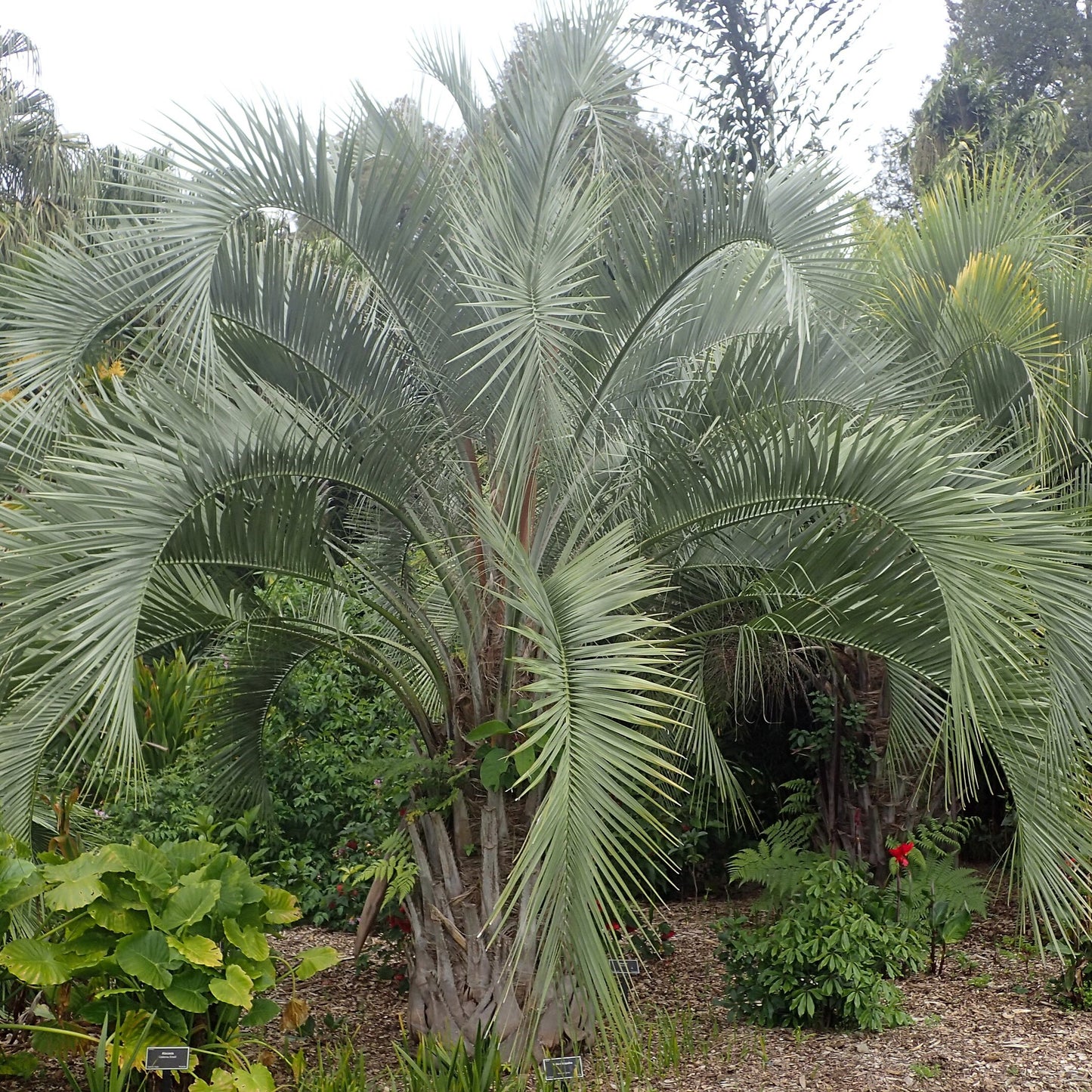 Wooly Jelly Palm Seeds (Butia eriospatha) [PACKET ONLY]