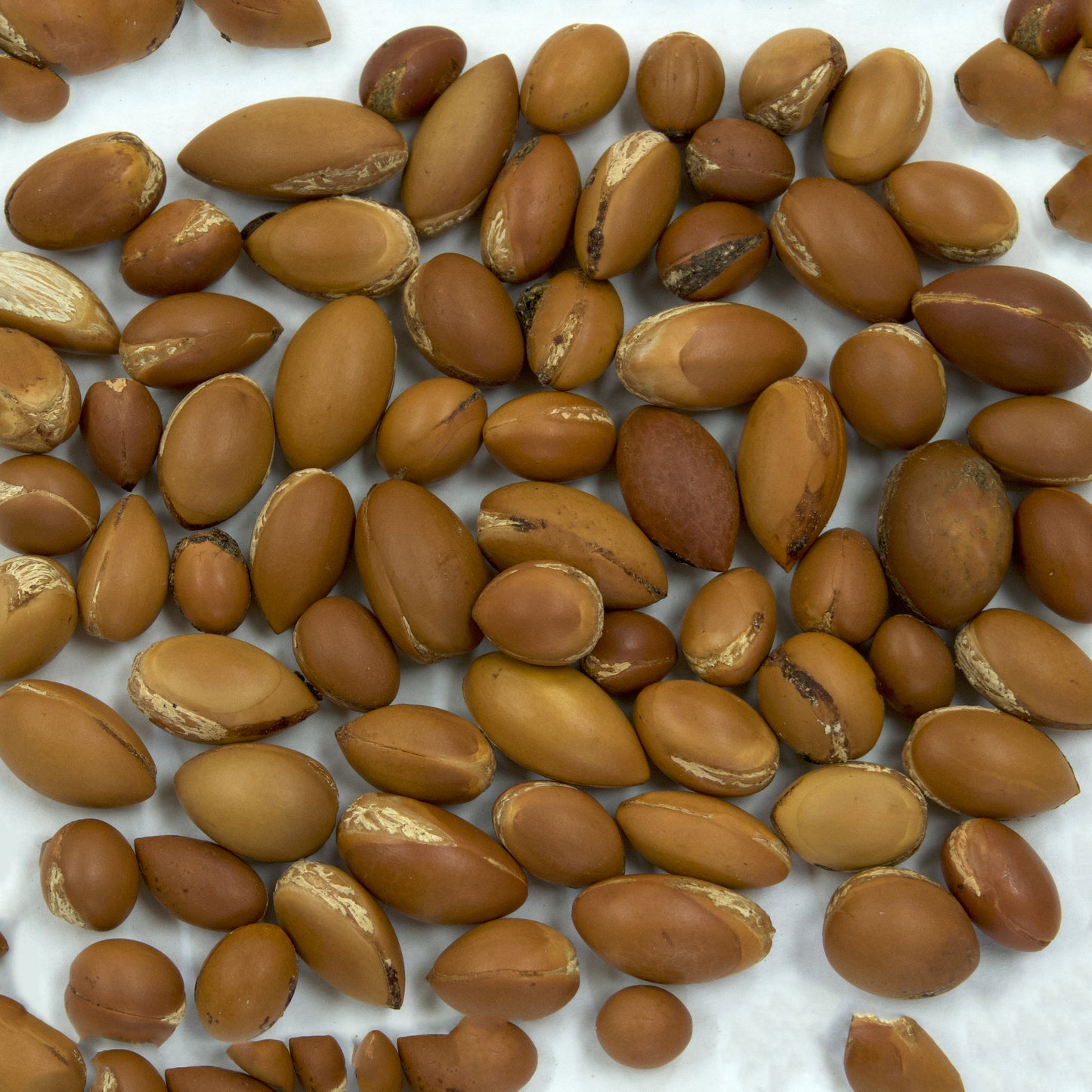 Argan Seeds (Argania spinosa) [PACKET ONLY]