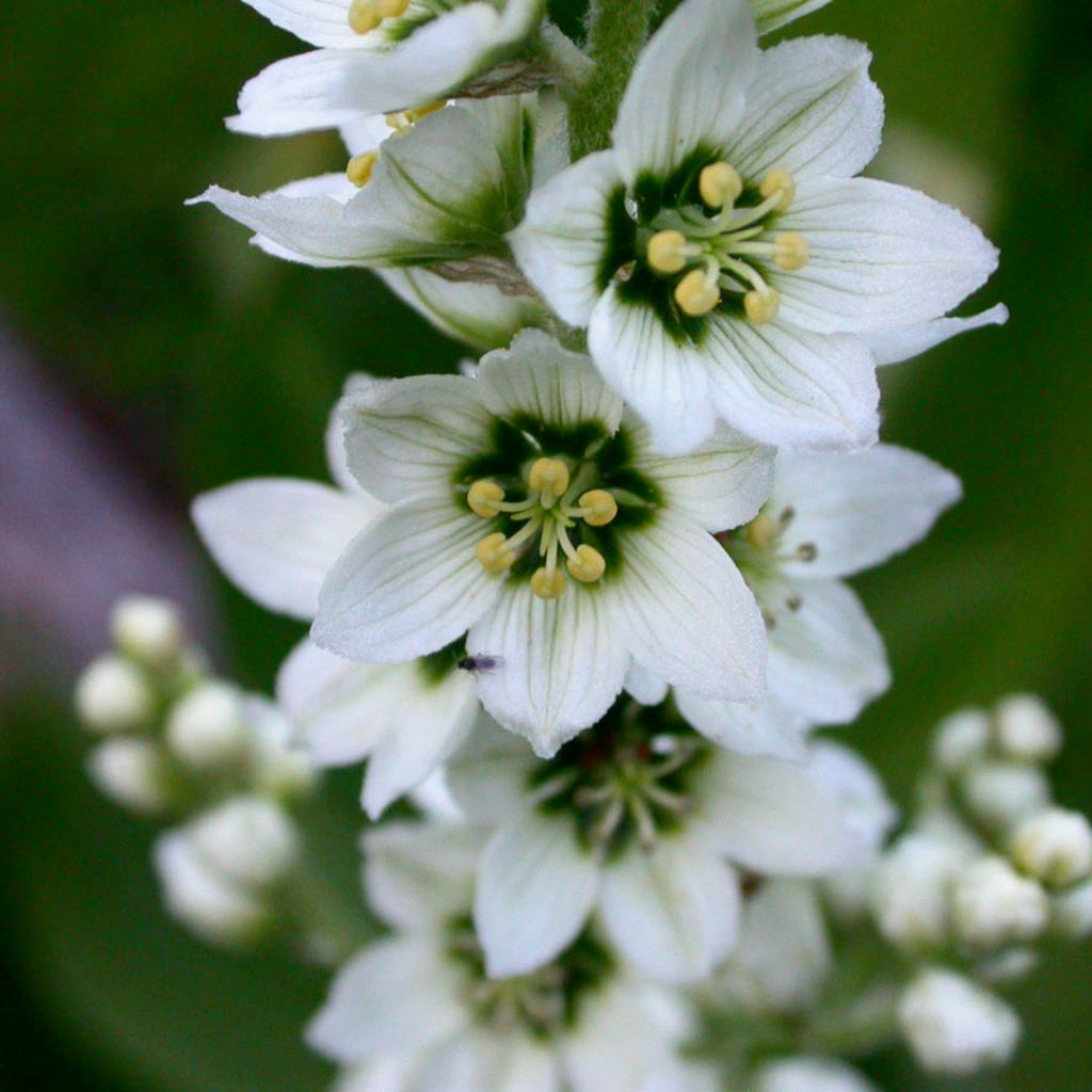 corn lily flower Corn Lily Seeds (Veratrum californicum) – Frozen Seed Capsules™