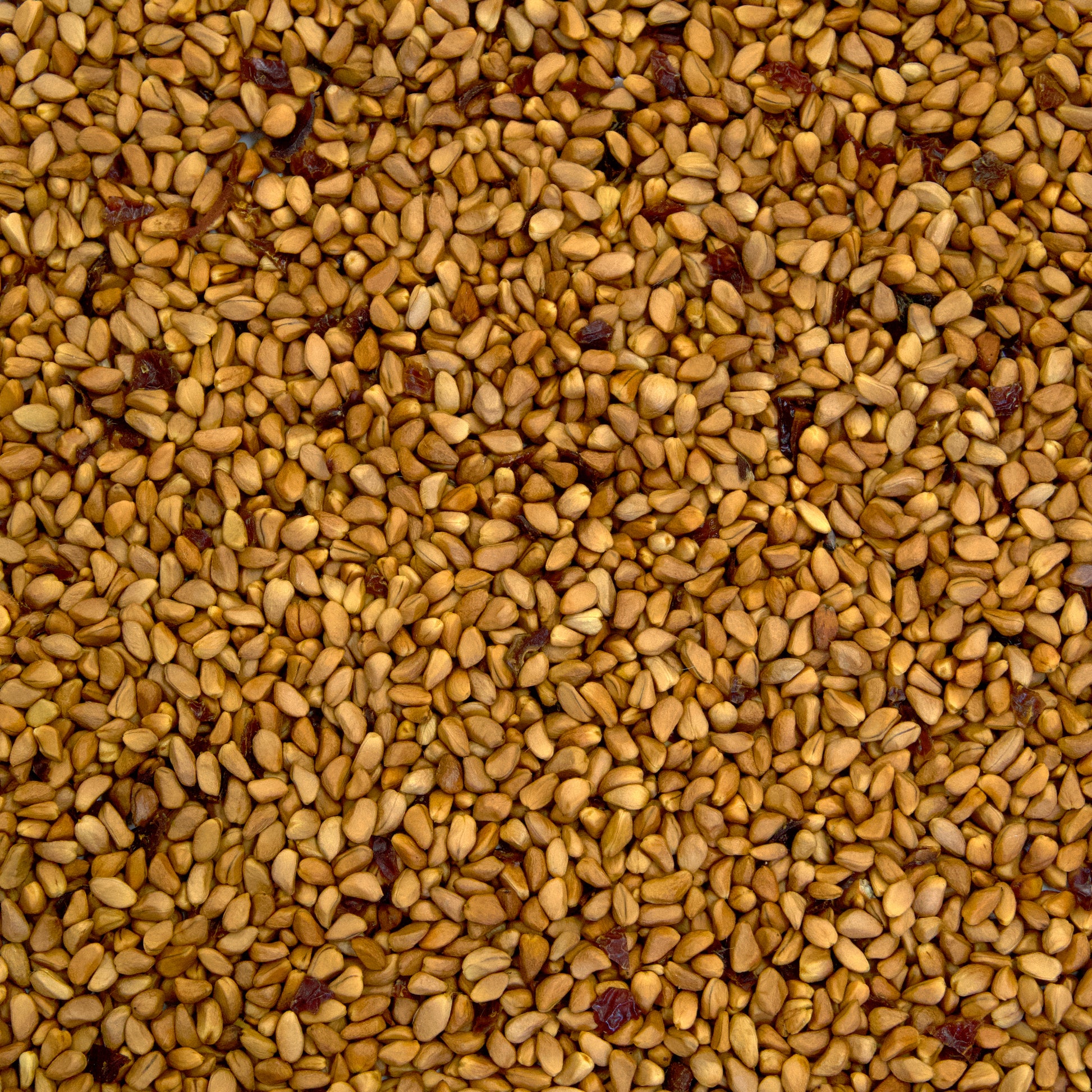 rosa acicularis seeds Rose Hip Seeds (Rosa canina) – Frozen Seed Capsules™