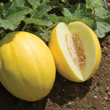 Brilliant Melon Seeds (Cucumis melo) [PACKET ONLY]