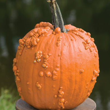 Knuckle Head Pumpkin Seeds (Cucurbita pepo)