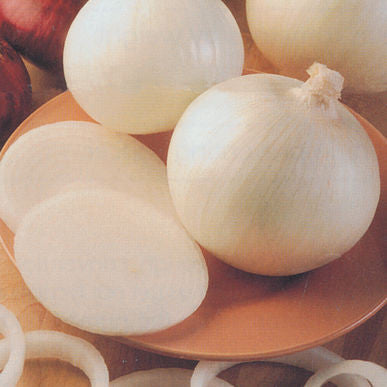 Sierra Blanca Onion Seeds (Allium cepa)