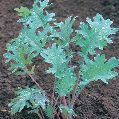 Red Russian Kale Seeds (Brassica napus pabularia)