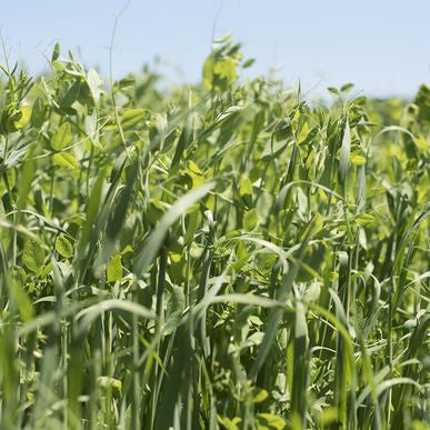 Peas and Oats Mix ORGANIC Cover Crop Seeds (Varies)