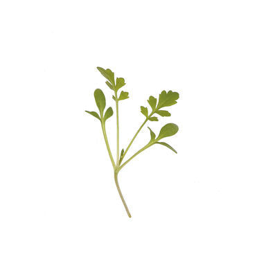 Cressida Cress Micro Green Seeds (Lepidium sativum)