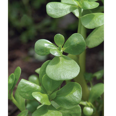 Goldberg Golden Purslane Specialty Green Seeds (Portulaca oleracea sativa)