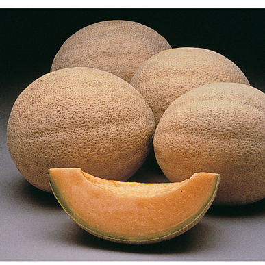 Athena Melon Seeds (Cucumis melo)