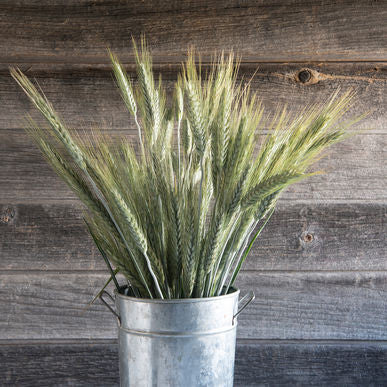Silver Tip Ornamental Grass Seeds (Triticosecale spp.)