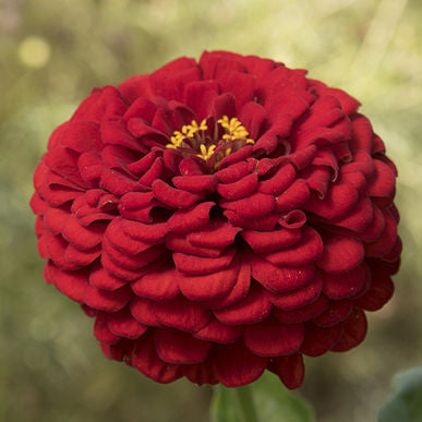 Giant Dahlia Flowered Scarlet Zinnia Seeds (Zinnia elegans)