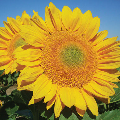 ProCut Gold Sunflower Seeds (Helianthus annuus) [DISCONTINUED]