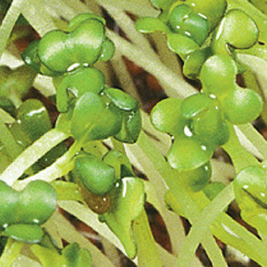 Brown Mustard Sprout Seeds (Brassica juncea)