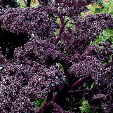 Redbor Kale Seeds (Brassica oleracea)