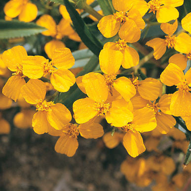 Mexican Mint Marigold Seeds (Tagetes lucida)