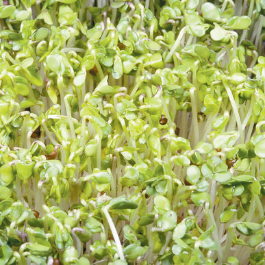 Broccoli Sprouts Seeds (Brassica oleracea)