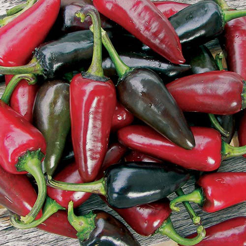 Black Hungarian Pepper  Seeds