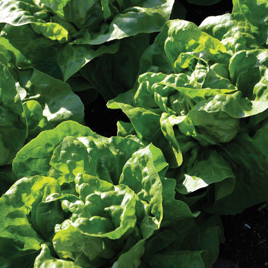 Adriana Lettuce Seeds (Lactuca sativa)