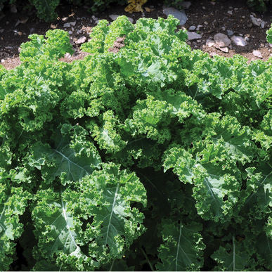 Ripbor Kale Seeds (Brassica oleracea)