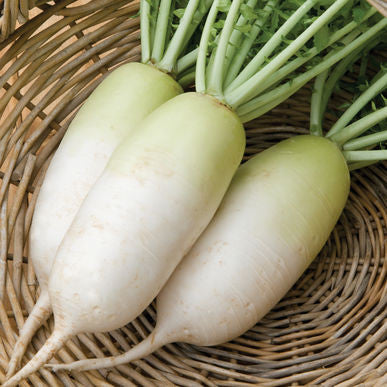 Alpine Radish Seeds (Raphanus sativus var. longipinnatus)