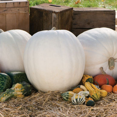 Polar Bear Pumpkin Seeds (Cucurbita maxima)