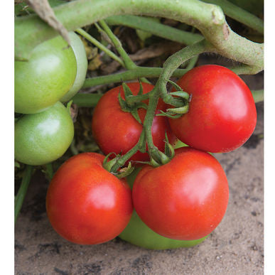 Defiant PhR Tomato Seeds (Solanum lycopersicum)