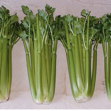 Conquistador Pelleted Celery Seeds (Apium graveolens)