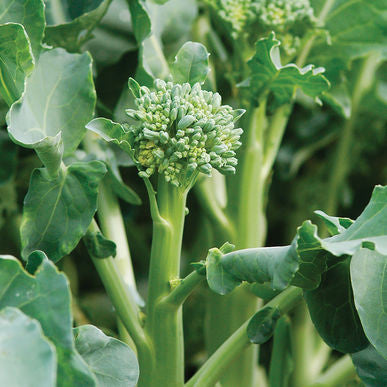 Happy Rich Broccoli Seeds (Brassica oleracea)