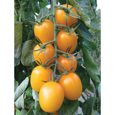 Golden Rave Tomato Seeds (Solanum lycopersicum)