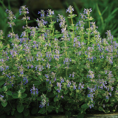 Catmint Seeds (Nepeta mussinii)