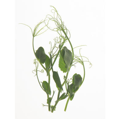 Tendril Pea Seeds (Pisum sativum)
