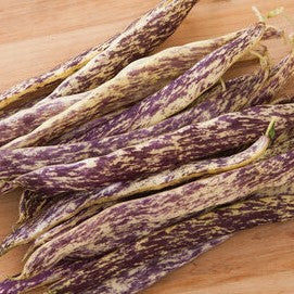 Dragon Tongue Bush Bean Seeds [PACKET ONLY]