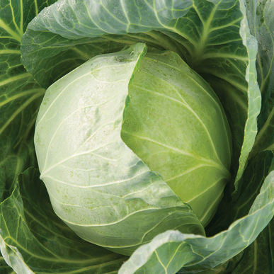 Primo Vantage Cabbage Seeds (Brassica oleracea var. capitata)