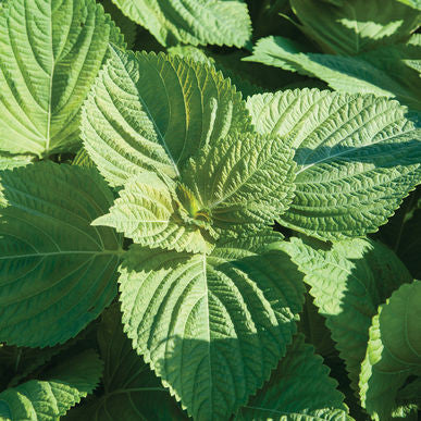 Asia Ip Shiso Seeds (Perilla frutescens)