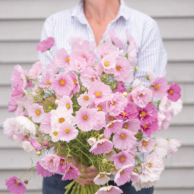Cupcakes Mix Cosmos Seeds (Cosmos bipinnatus)