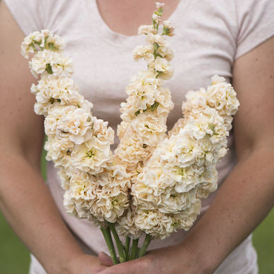 Iron Apricot Stock Seeds (Matthiola incana)