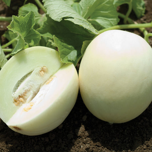 Honey White Melon Seeds (Cucumis melo)