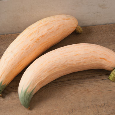 North Georgia Candy Roaster Squash Seeds (Cucurbita maxima) [PACKET ONLY]