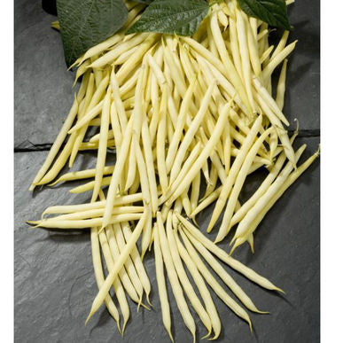 Goldilocks Bean Seeds (Phaseolus vulgaris) [PACKET ONLY]