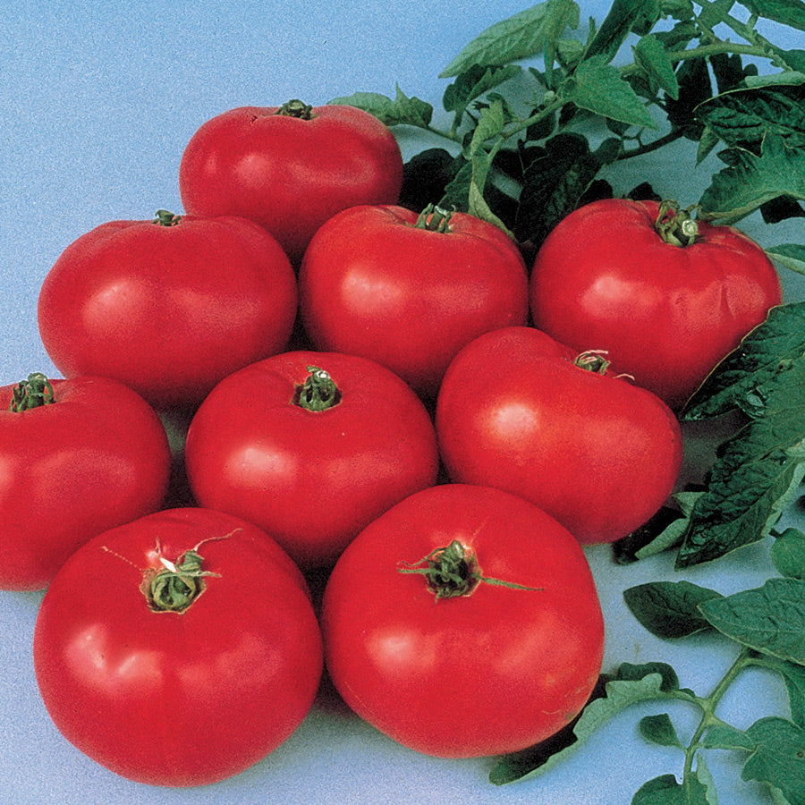 Brandywine Tomato  Seeds