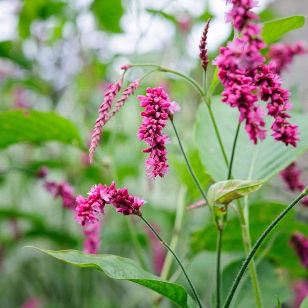 Kiss-Me-Over-The-Garden-Gate Seeds (Polygonum orientale)