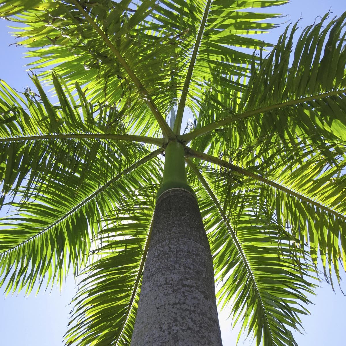 Royal Palm Tree Seeds (Roystonea regia) [PACKET ONLY]