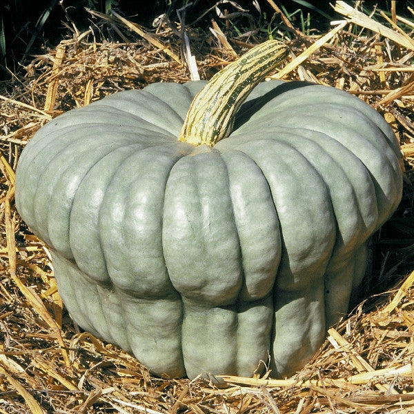 Queensland Blue Squash Seeds [PACKET ONLY]