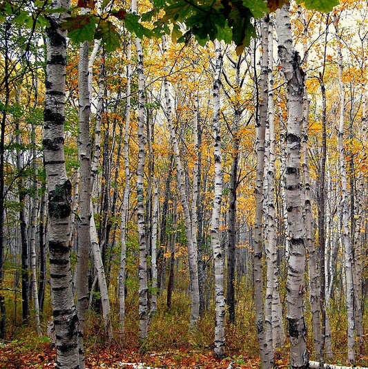 White Birch Tree Seeds (Betula papyrifera)