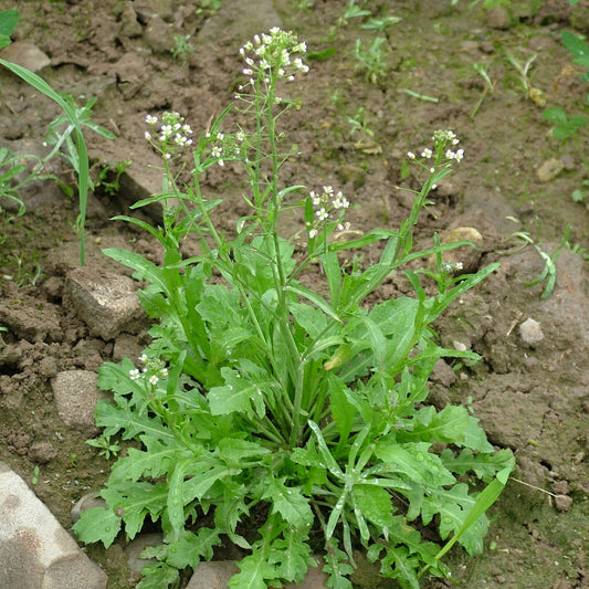 Shepherd's Purse Seeds (Capsella bursa-pastoris)