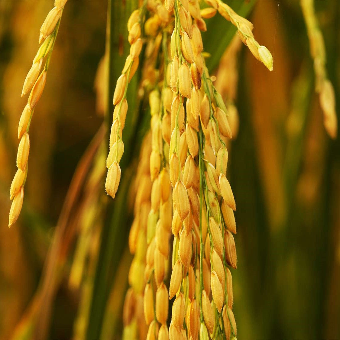Rice Carolina Gold Seeds