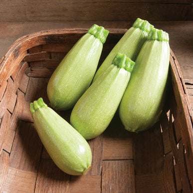 Magda Squash Seeds (Cucurbita pepo) [PACKET ONLY]