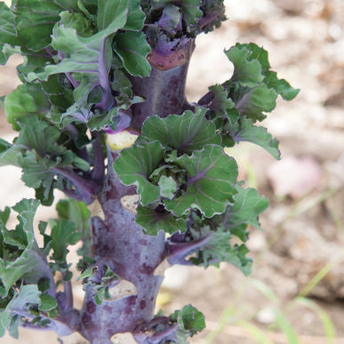 Mistletoe Kalettes® Seeds (Brassica oleracea)