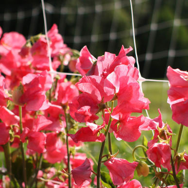 Elegance Watermelon Sweet Pea Seeds (Lathyrus odoratus) [PACKET ONLY]