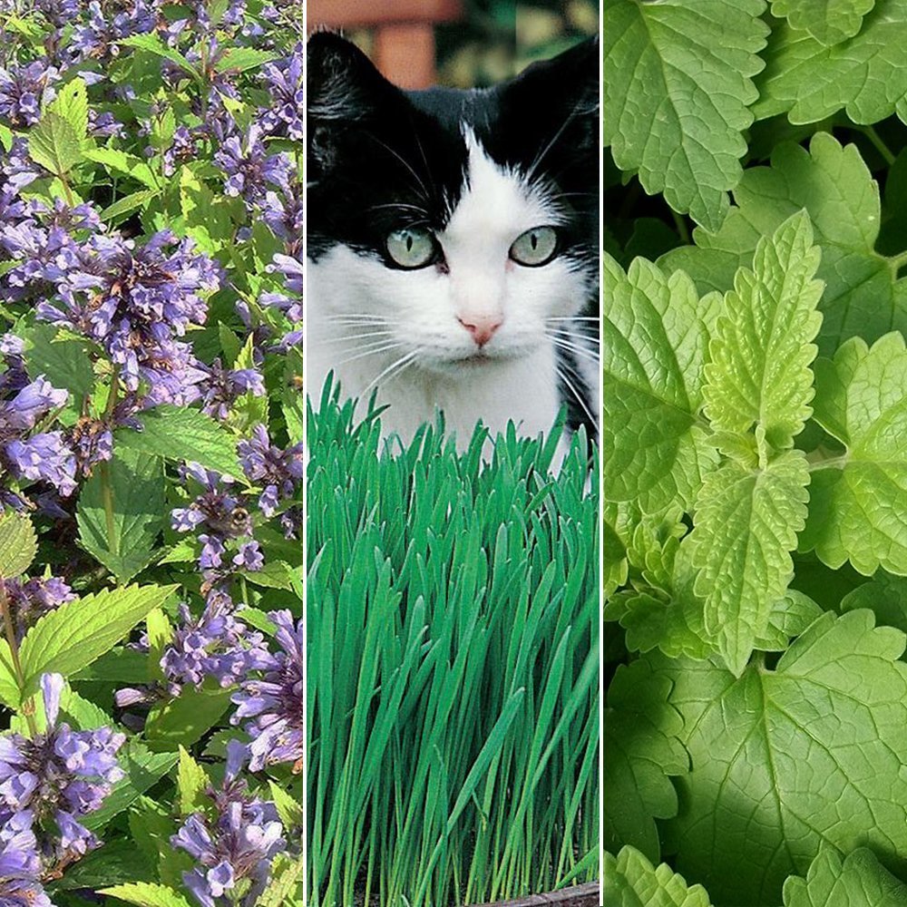 Cat Plant Seed Collection - 3 Pack Variety of Seeds for your Garden